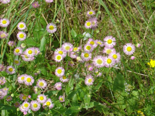 Philly_Fleabane.JPG