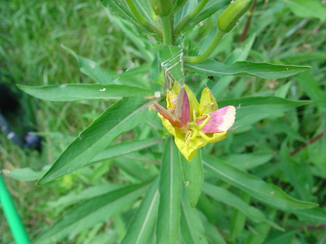 Pink_Maple_Moth_1.JPG