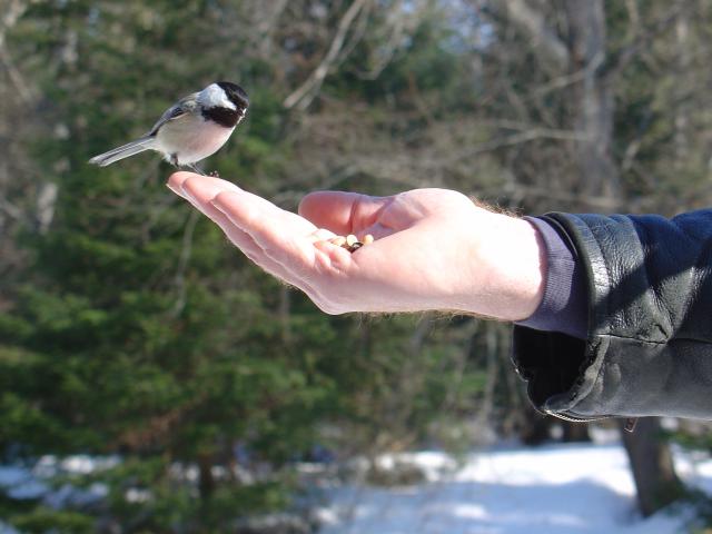 chickadee.JPG