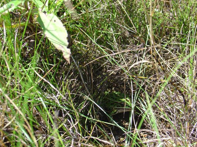 leopard_frog_in_grass_2.JPG