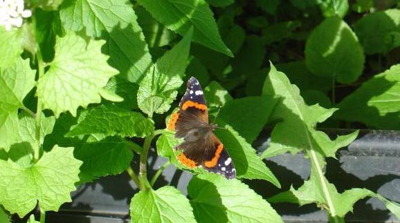 redadmiral_4068.jpg