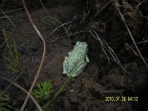 tree_frog_12_-_moose_print.jpeg